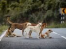 A group of stray dogs on a country road, surrounded by lush greenery. Captured during daylight.