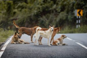 A group of stray dogs on a country road, surrounded by lush greenery. Captured during daylight. A group of stray dogs on a country road, surrounded by lush greenery. Captured during daylight.