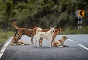 A group of stray dogs on a country road, surrounded by lush greenery. Captured during daylight.